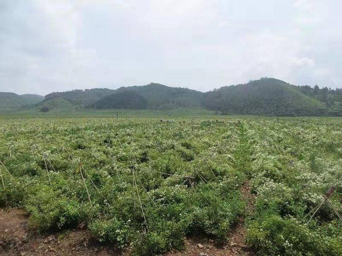 成人网站