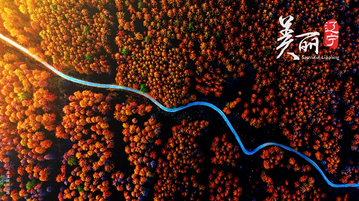 成人网站
