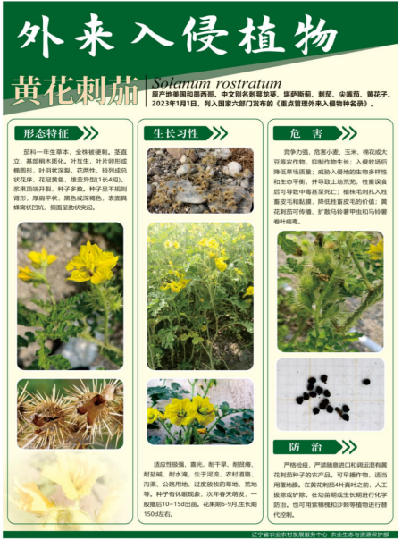 成人网站